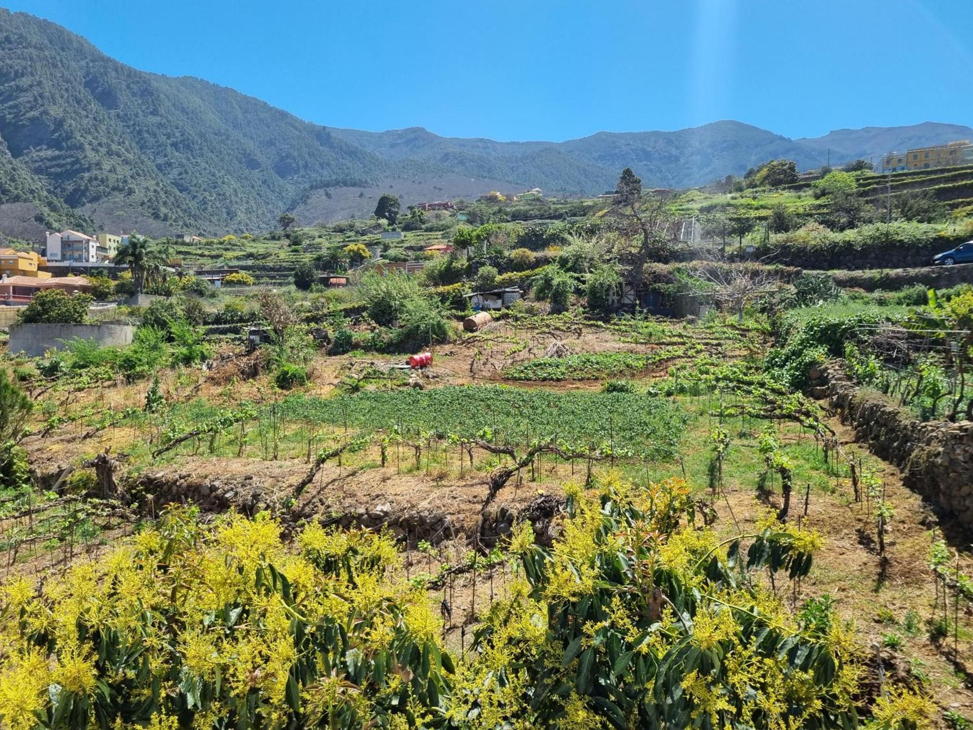 Vivienda Vacacional Ca Na Paula La Orotava Εξωτερικό φωτογραφία